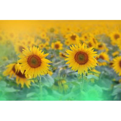 Papermoon "SONNENBLUMEN-ABSTRAKT DEKOR MUSTER FANTASIE KUNST FELD"