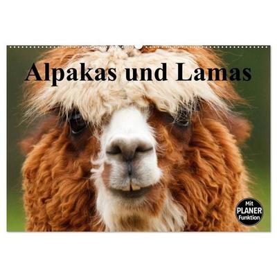 Alpakas und Lamas (Wandkalender 2026 DIN A2 quer), CALVENDO Monatskalender