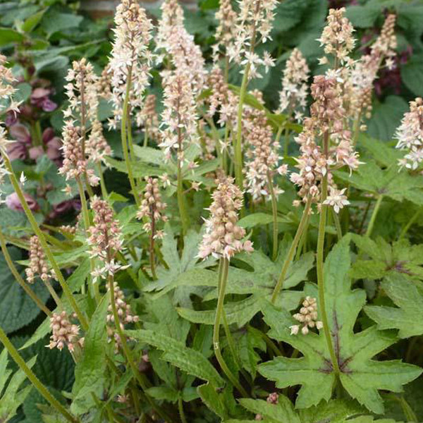 6 x Tiarella Skeleton Key Schaumplant (Vielblättrige soort) - Arborix - Pot van 9x9 cm