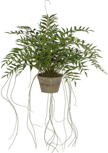 Götessons Hoya Hængeplante, H20-65 Cm