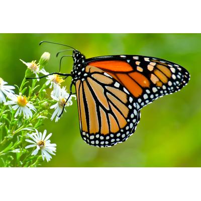 Fototapete PAPERMOON "Monarch Butterfly", bunt, B:2,5m L:1,86m, Vlies, Tapeten