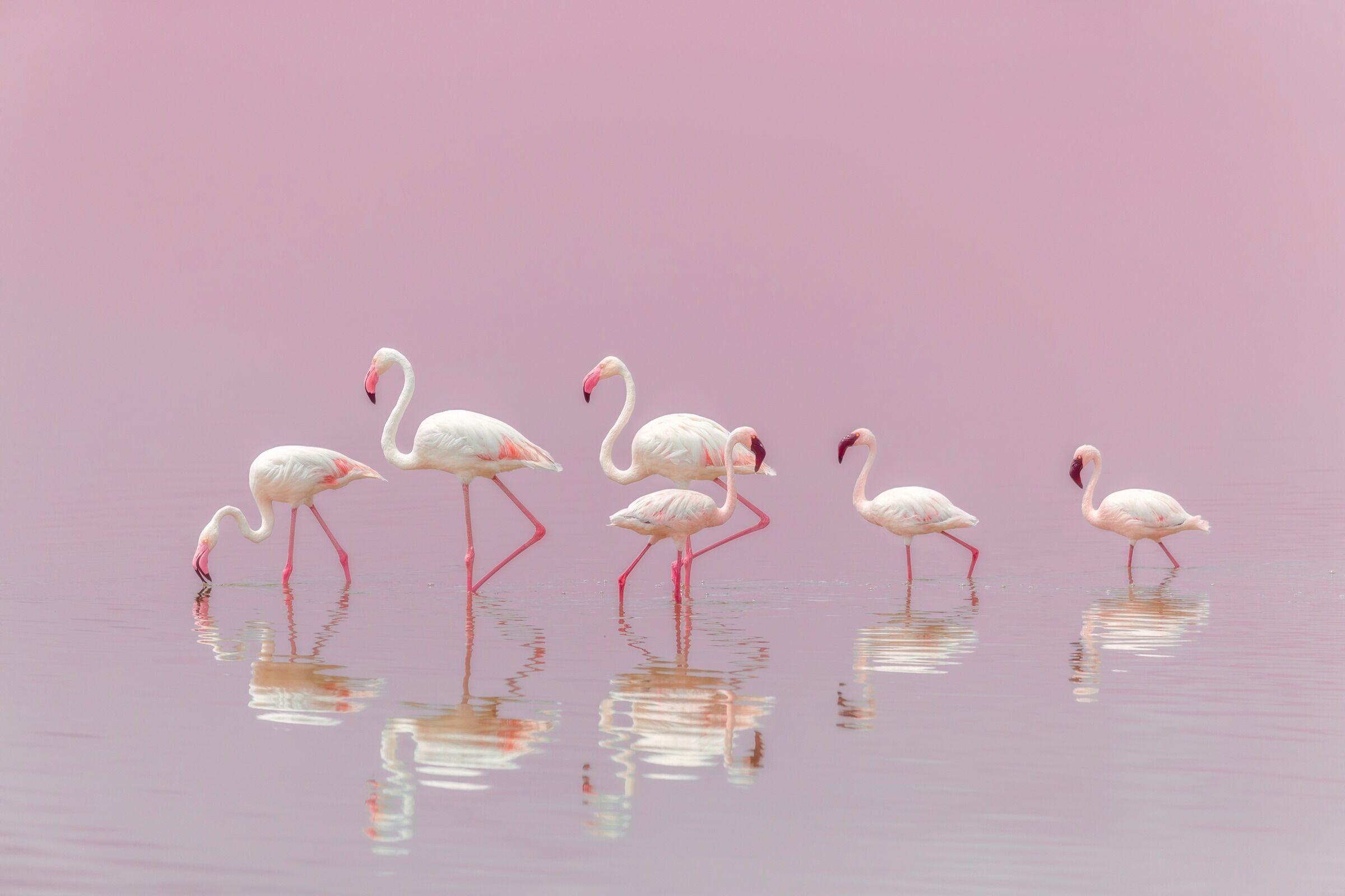 Fototapete PAPERMOON "Photo-Art EIJI ITOYAMA, FLAMINGOS", bunt, B:4,5m L:2,8m, Vlies, Tapeten, Fototapete bunt B/L: 4,5m x 2,8m, Bahnen: 9 Stk.