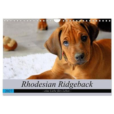 Rhodesian Ridgeback - eine Liebe fürs Leben (Wandkalender 2027 DIN A4 quer), CALVENDO Monatskalender