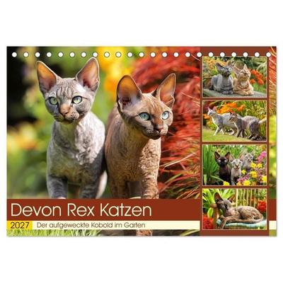 Devon Rex Katzen. Der aufgeweckte Kobold im Garten (Tischkalender 2027 DIN A5 quer), CALVENDO Monatskalender