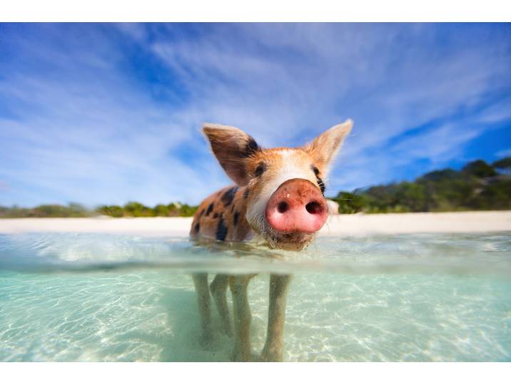 Fototapete PAPERMOON FERKEL-SCHWEIN TIER SCHWIMMEN HUMOR STRAND SÜDSEE PALME , bunt, B:4,5m L:2,8m, Vlies, Tapeten, Fototapete