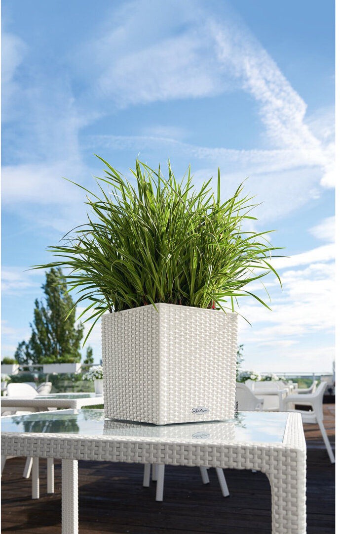 Ebern Designs Moneak Planter Box White 50cm H x 50cm W x 50cm D