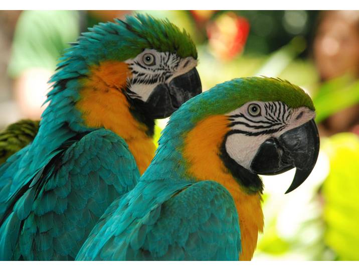 Fototapete PAPERMOON Macaw Love Birds , bunt, B:4m L:2,6m, Vlies, Tapeten, Fototapete