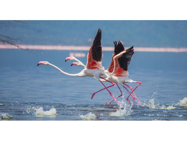 Fototapete PAPERMOON Flamingos heben ab , bunt, B:4m L:2,6m, Vlies, Tapeten, Fototapete