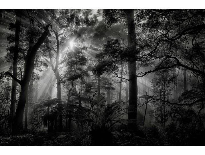 Fototapete PAPERMOON Photo-Art MATHILDE GUILLEMOT, PRIMÄRWALD , bunt, B:4,5m L:2,8m, Vlies, Tapeten, Fototapete