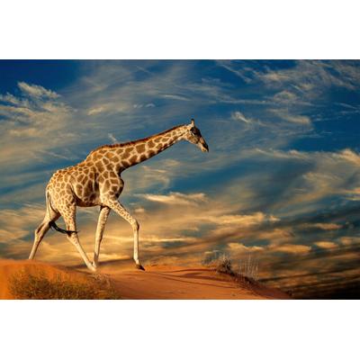 Fototapete PAPERMOON "Giraffe", bunt, B:2m L:1,49m, Vlies, Tapeten
