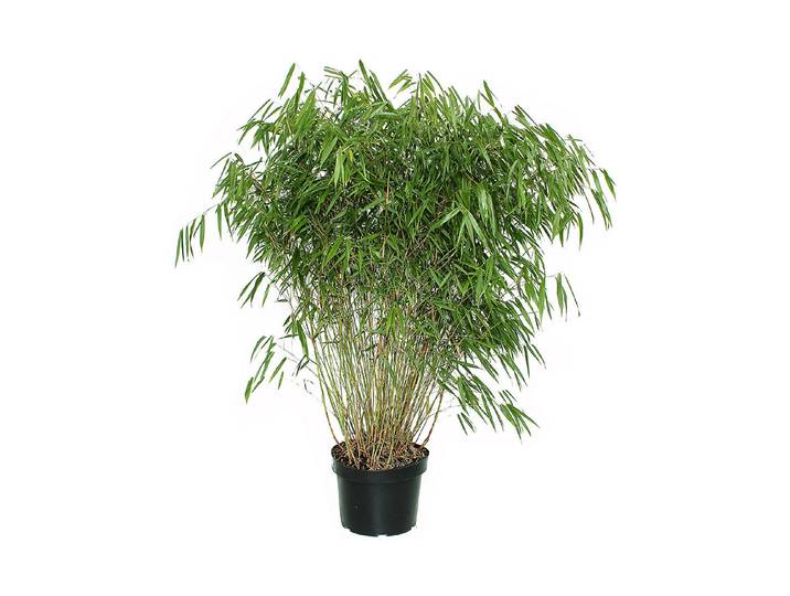 Gartenbambus Fargesia `Asien Wonder` 80-100cm inklusive Topf