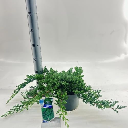 Juniperus procumbens Nana Jeneverbes in 25-30 cm pot