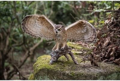 Hi-Line Gift Ltd. Eagle Owl On Branch Withwings Out