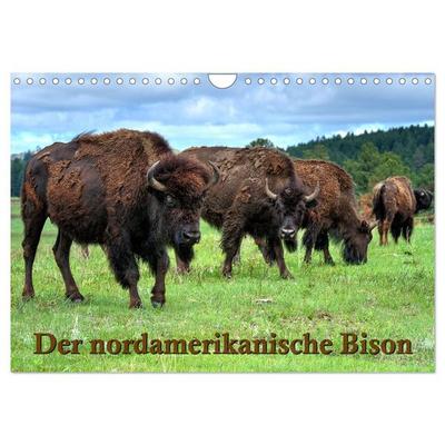 Der nordamerikanische Bison (Wandkalender 2026 DIN A4 quer), CALVENDO Monatskalender