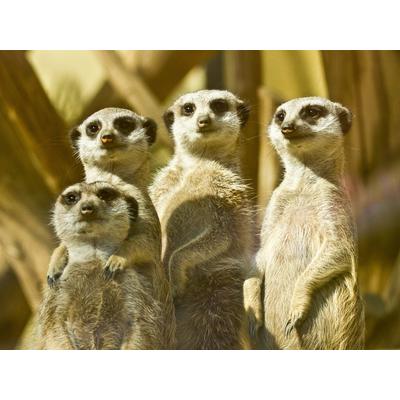 Fototapete PAPERMOON "Erdmännchen Familie", bunt, B:3m L:2,23m, Vlies, Tapeten