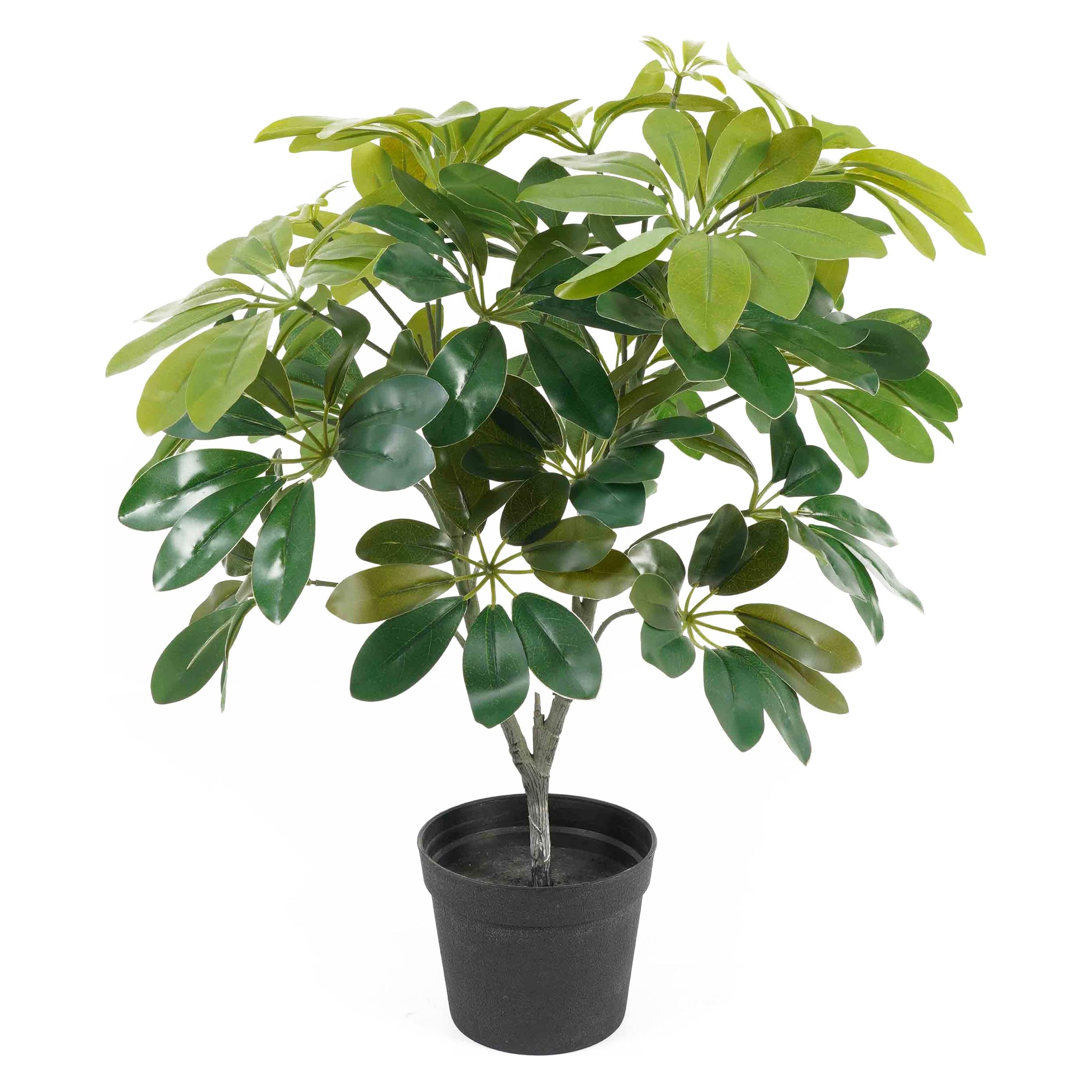 present time Shefflera (48 cm) (PT4108)