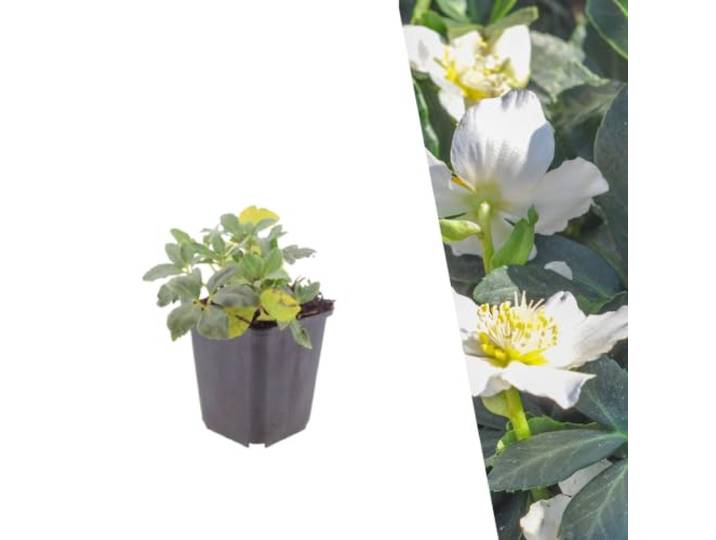 Plants by Frank Helleborus Niger, 60x Christrose Pflanzen, Ø 9 cm Christrose Pflanzen, Winterhart Mehrjährig, Stauden, Gartenpflanzen, Topf 9 cm, Höhe: 15 cm