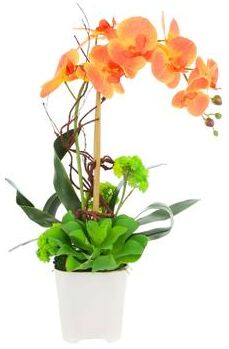 Creative Labs Orchid and Succulent Arrangement