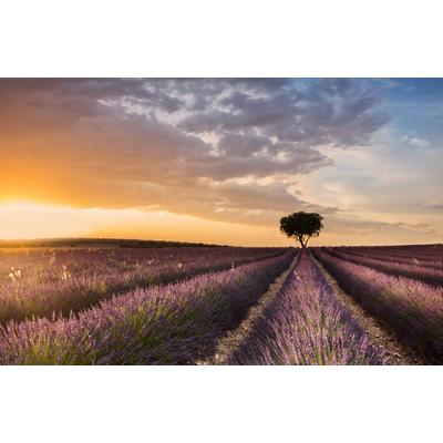 Fototapete PAPERMOON "Photo-Art FRAN ROS, ZIEL-LAVENDEL", bunt, B:5m L:2,8m, Vlies, Tapeten