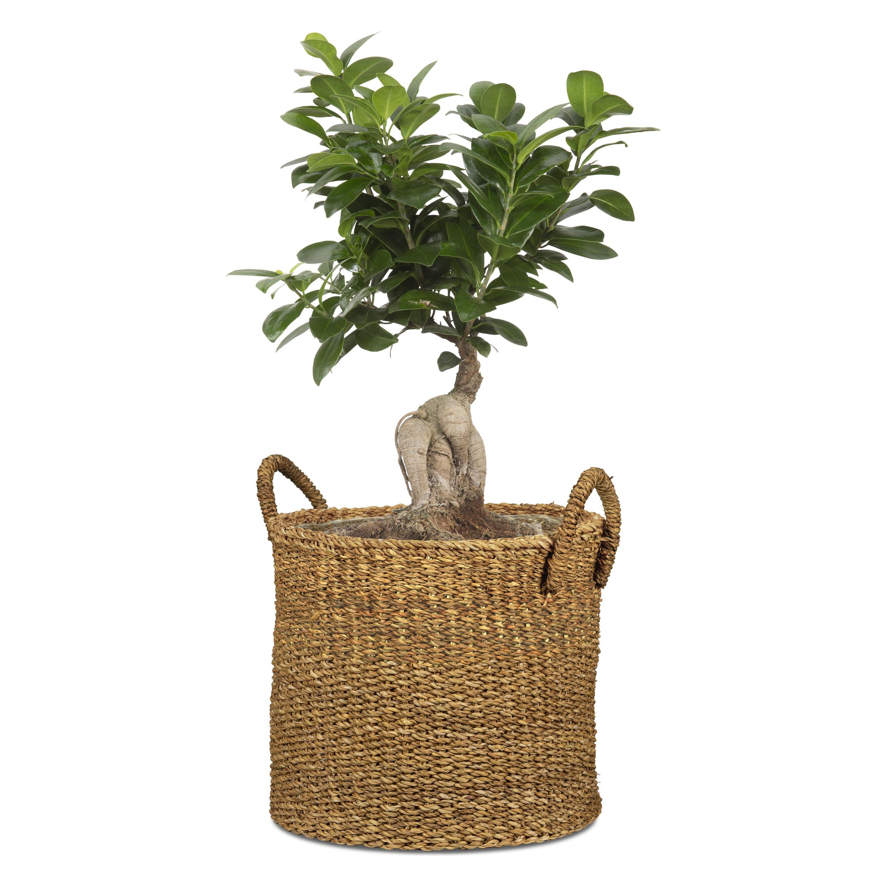 Scheurich Seagrass 33 (33 x 31 cm) (67538)
