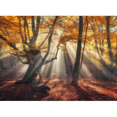 Fototapete PAPERMOON "Magical Old Trees", bunt, B:3,5m L:2,6m, Vlies, Tapeten