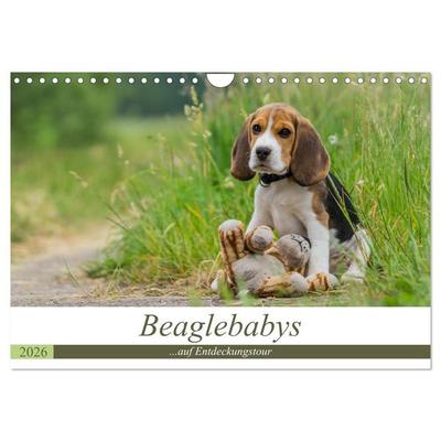 Beaglebabys auf Entdeckungstour (Wandkalender 2026 DIN A4 quer), CALVENDO Monatskalender