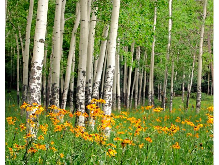 Fototapete PAPERMOON Aspen Grove and Orange Wildflowers , bunt, B:3m L:2,23m, Vlies, Tapeten, Fototapete