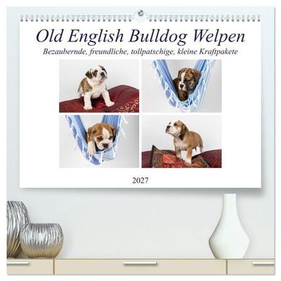 Old English Bulldog Welpen (hochwertiger Premium Wandkalender 2027 DIN A2 quer), Kunstdruck in Hochglanz
