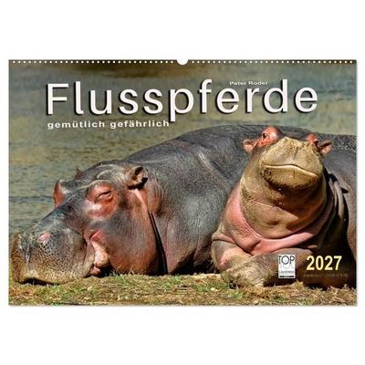 Flusspferde - gemütlich gefährlich (Wandkalender 2027 DIN A2 quer), CALVENDO Monatskalender
