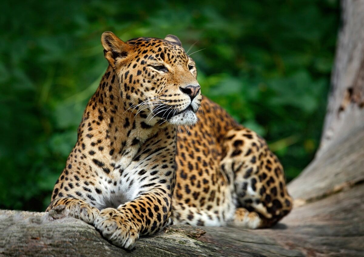 Fototapete PAPERMOON "Leopard", bunt, B:3m L:2,23m, Vlies, Tapeten, Fototapete