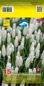 6 x Muscari botryoides Album - Muscari - Pot van 9 x 9 cm