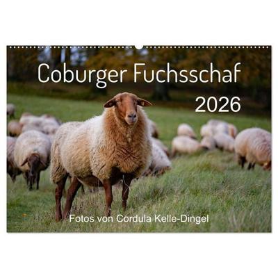 Coburger Fuchsschaf (Wandkalender 2026 DIN A2 quer), CALVENDO Monatskalender