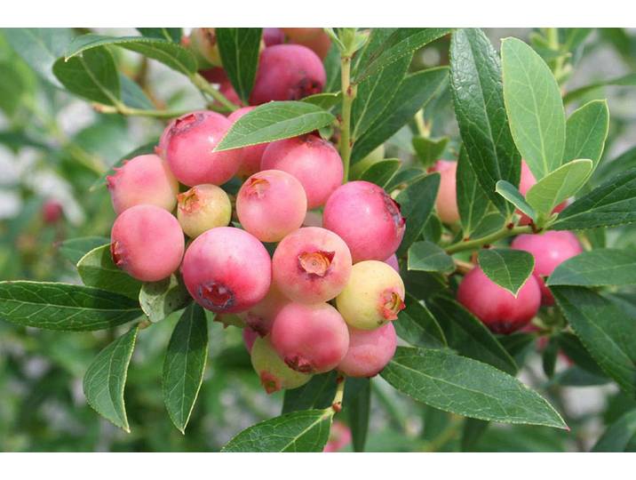 Heidelbeere Vaccinium corymbosum Pinkberry Pia ' T22'