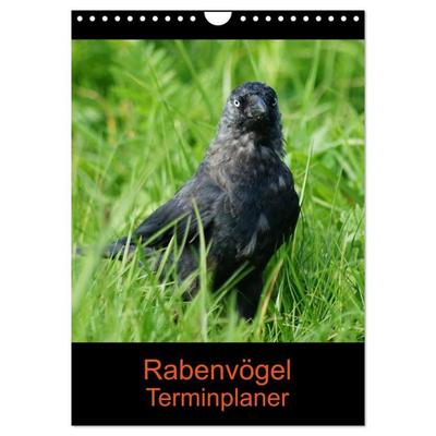 Rabenvögel Terminplaner (Wandkalender 2027 DIN A4 hoch), CALVENDO Monatskalender