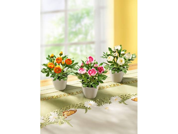 Ranunkeln, 3er-Set, Rosa-Orange-Weiss