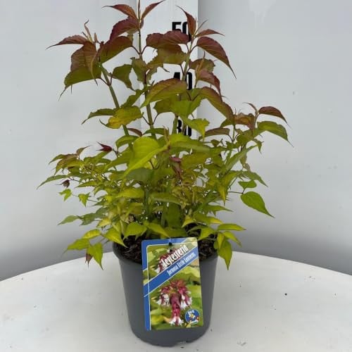 Druifheide Leycesteria formosa Little Lanterns in pot