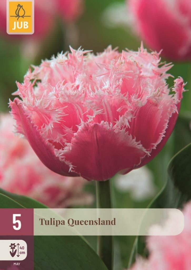 Jub Tulpen Queensland 5 stuks