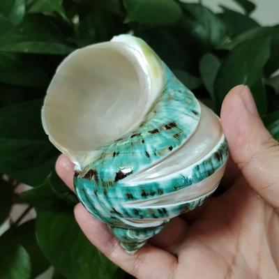 Inspire Select Natural Banded Hermit Crab Shell Large Polished Sea Shell Decor For Coastal Home & Aquarium Display d