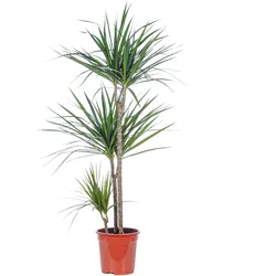 Drachenbaum 3-Stamm - Dracaena marginata - ca. 115 cm hoch, Topf-Ø 21 cm