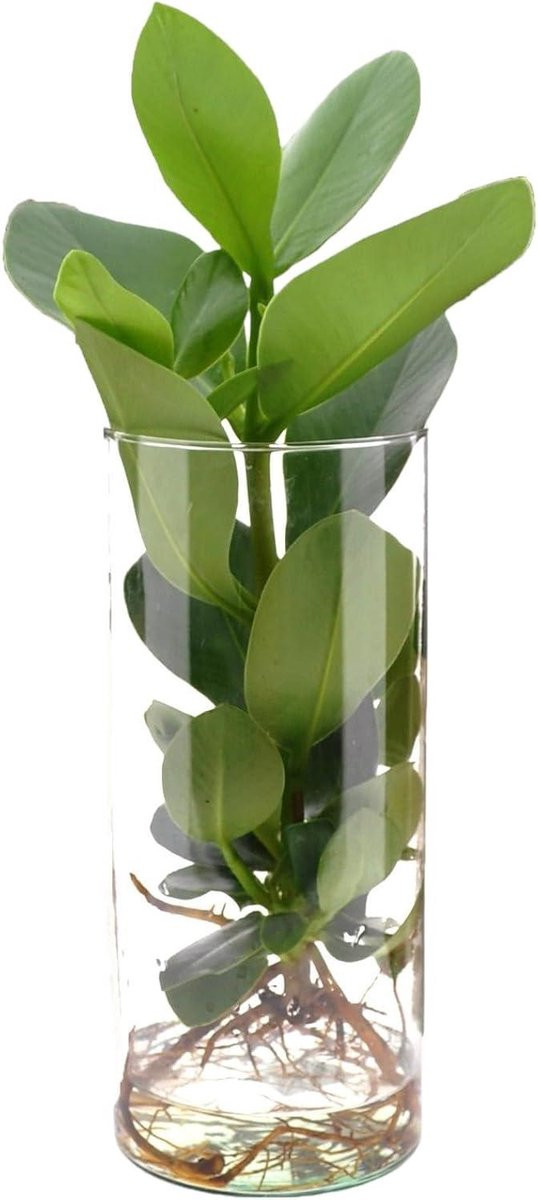Groene plant voor binnen decoratie met hydrocultuur systeem in een groene pot van 12 cm