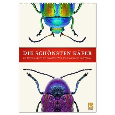 Die schönsten Käfer (Wandkalender 2026 DIN A2 hoch), CALVENDO Monatskalender