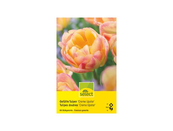 Select gefüllte Tulpen Creme Upstar