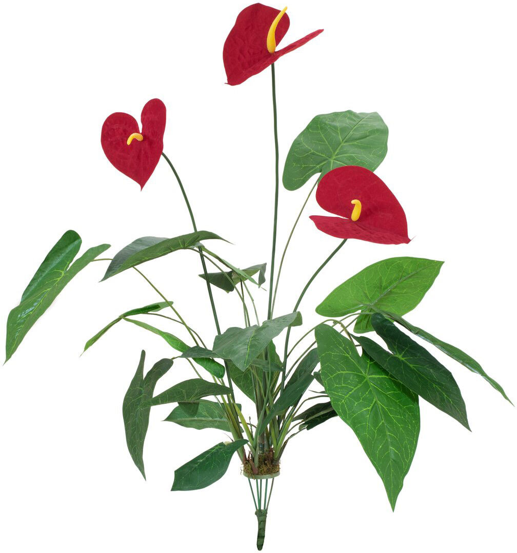 Europalms Anthurium, 70cm