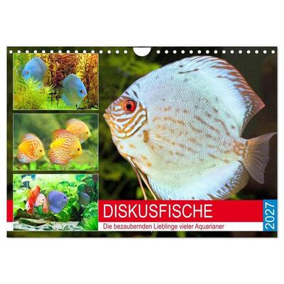 Diskusfische. Die bezaubernden Lieblinge vieler Aquarianer (Wandkalender 2027 DIN A4 quer), CALVENDO Monatskalender