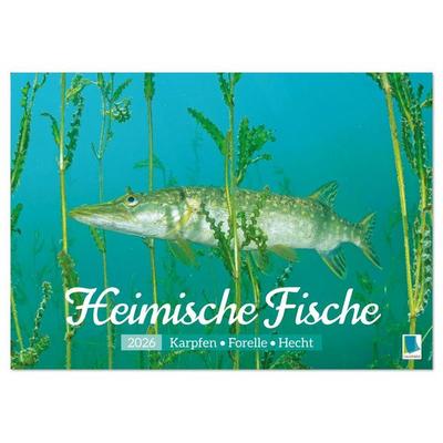 Heimische Fische: Karpfen, Forelle, Hecht (Tischkalender 2026 DIN A5 quer), CALVENDO Monatskalender