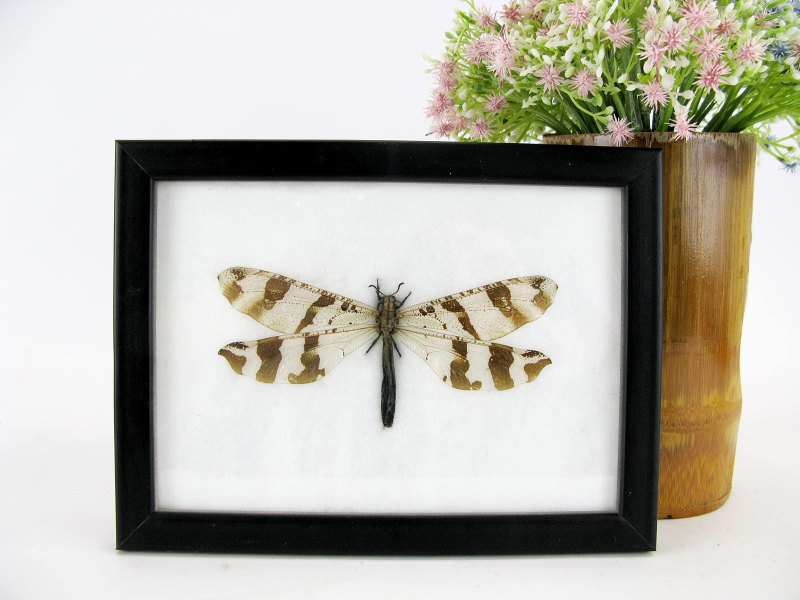 Antlion in 3D Showbox Taxidermie voor volwassenen