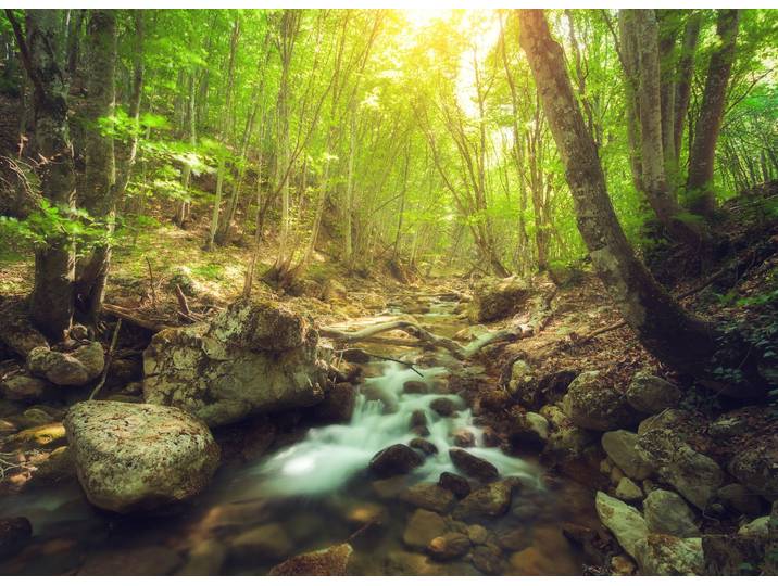 Fototapete PAPERMOON Forest Creek , bunt, B:2,5m L:1,86m, Vlies, Tapeten, Fototapete