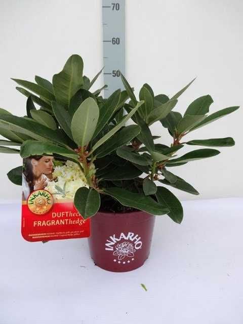 Pflanzen Rhododendron INKARHO ® gelbe Dufthecke 5 l Container