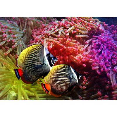 Fototapete PAPERMOON "Fische", bunt, B:3m L:2,23m, Vlies, Tapeten