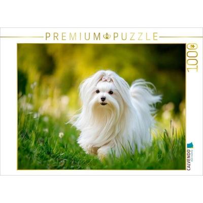 CALVENDO Puzzle Malteser - Zeitlose Eleganz | 1000 Teile Lege-Größe 64 × 48 cm Foto-Puzzle für glückliche Stunden, von , Calvendo Puzzle